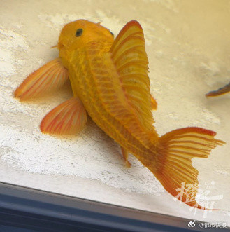 杭州男子一条鱼卖了37万 杭州男子一条鱼卖了37万