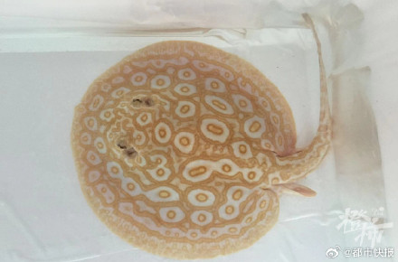 杭州男子一条鱼卖了37万 杭州男子一条鱼卖了37万