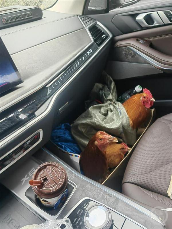 网友晒返程后备箱:整羊两只,够吃一年的大米…… 网友晒返程后备箱:整羊两只,够吃一年的大米……