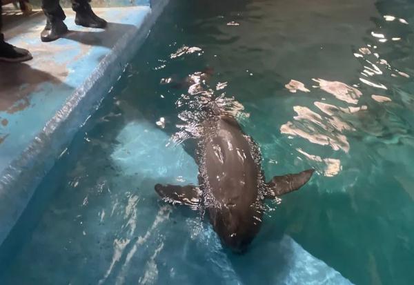 全国首例，这头江豚获救了！