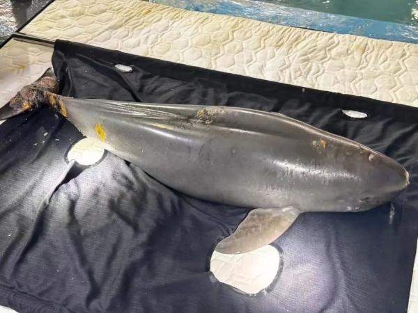 全国首例，这头江豚获救了！