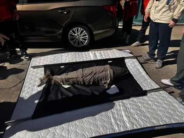 全国首例，这头江豚获救了！