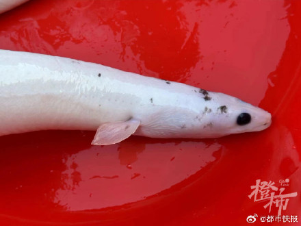 杭州男子一条鱼卖了37万 杭州男子一条鱼卖了37万