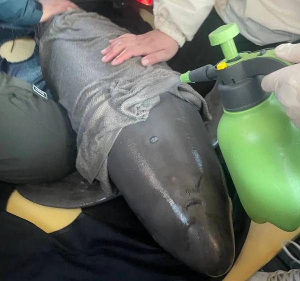 全国首例，这头江豚获救了！