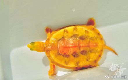 杭州男子一条鱼卖了37万 杭州男子一条鱼卖了37万