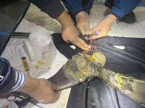 全国首例，这头江豚获救了！