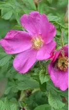 教你区分月季、玫瑰和蔷薇ROSE三姐妹，不再迷茫于爱情花海