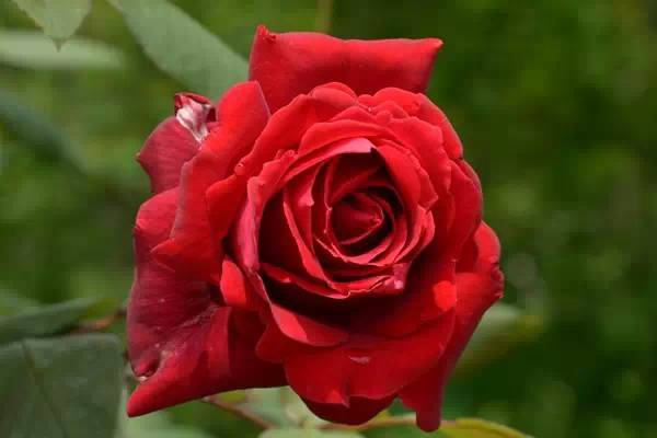 教你区分月季、玫瑰和蔷薇ROSE三姐妹，不再迷茫于爱情花海