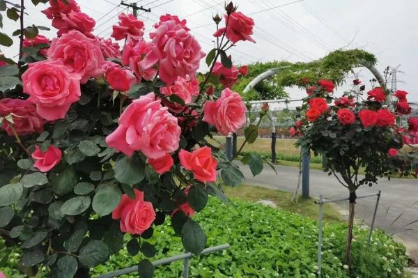 教你区分月季、玫瑰和蔷薇ROSE三姐妹，不再迷茫于爱情花海