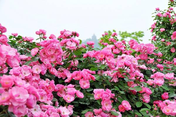 教你区分月季、玫瑰和蔷薇ROSE三姐妹，不再迷茫于爱情花海
