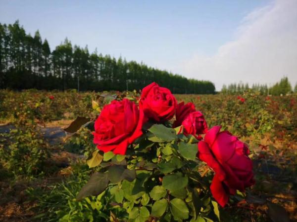 教你区分月季、玫瑰和蔷薇ROSE三姐妹，不再迷茫于爱情花海