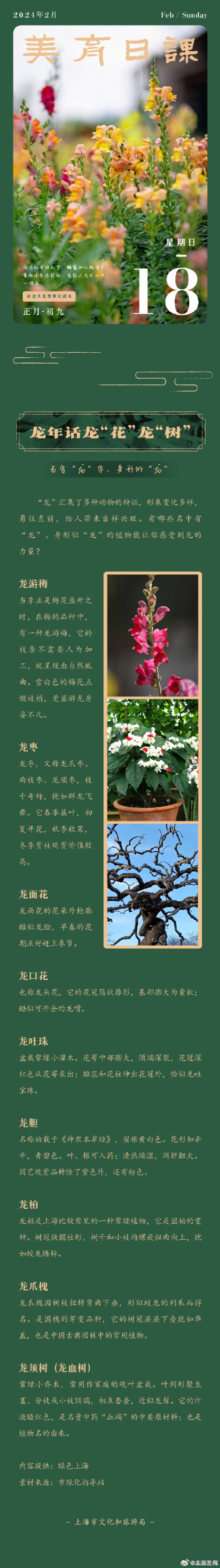 有哪些名中有龙身形似龙的植物能让你感受到龙的力量？