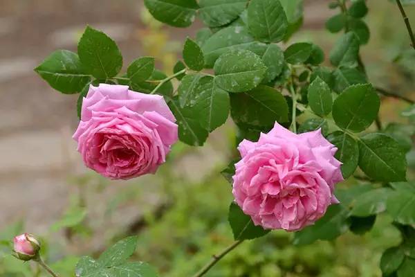 教你区分月季、玫瑰和蔷薇ROSE三姐妹，不再迷茫于爱情花海