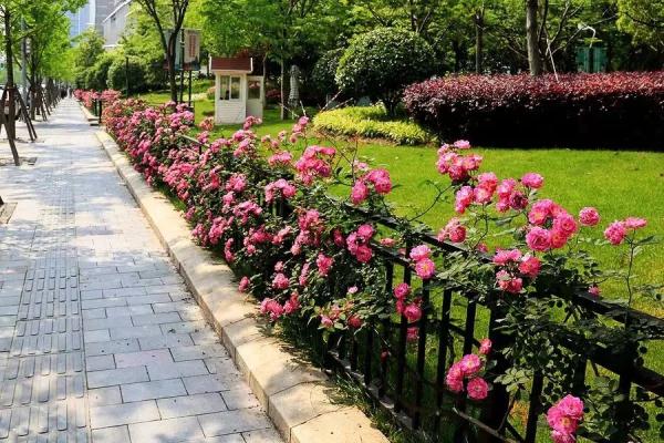 教你区分月季、玫瑰和蔷薇ROSE三姐妹，不再迷茫于爱情花海