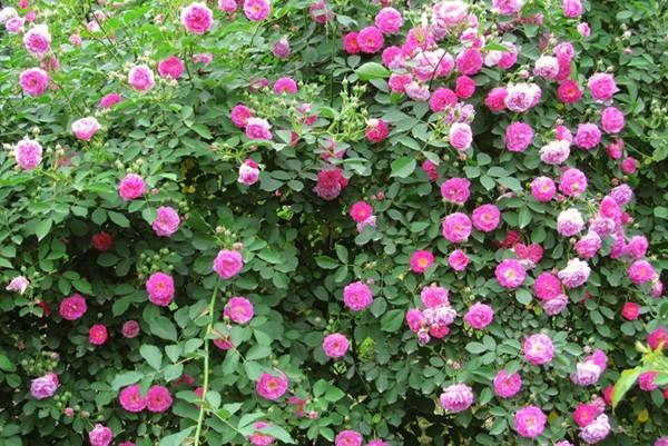 教你区分月季、玫瑰和蔷薇ROSE三姐妹，不再迷茫于爱情花海