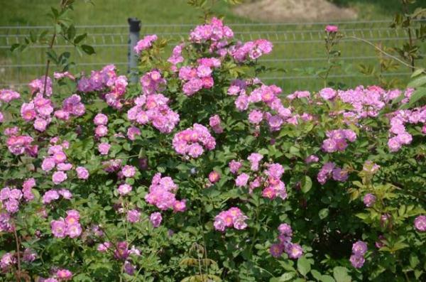 教你区分月季、玫瑰和蔷薇ROSE三姐妹，不再迷茫于爱情花海