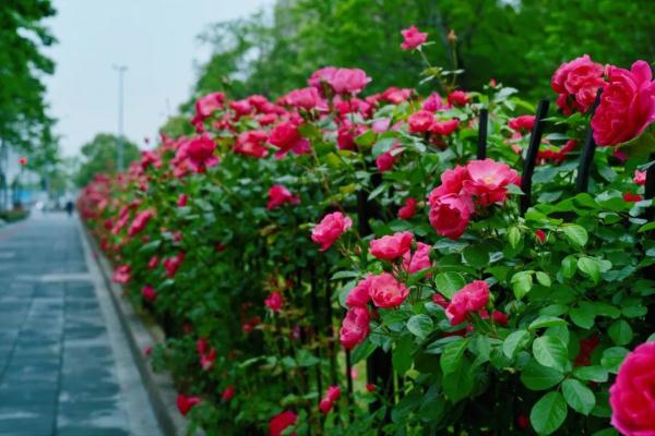 教你区分月季、玫瑰和蔷薇ROSE三姐妹，不再迷茫于爱情花海