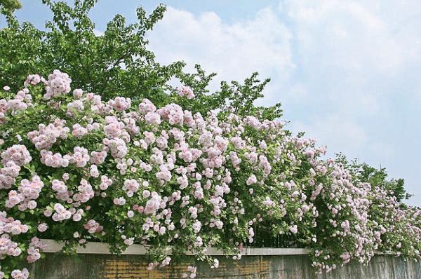 教你区分月季、玫瑰和蔷薇ROSE三姐妹，不再迷茫于爱情花海