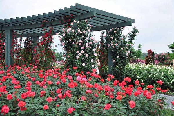 教你区分月季、玫瑰和蔷薇ROSE三姐妹，不再迷茫于爱情花海