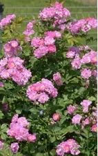 教你区分月季、玫瑰和蔷薇ROSE三姐妹，不再迷茫于爱情花海
