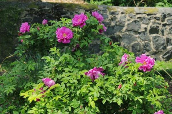 教你区分月季、玫瑰和蔷薇ROSE三姐妹，不再迷茫于爱情花海