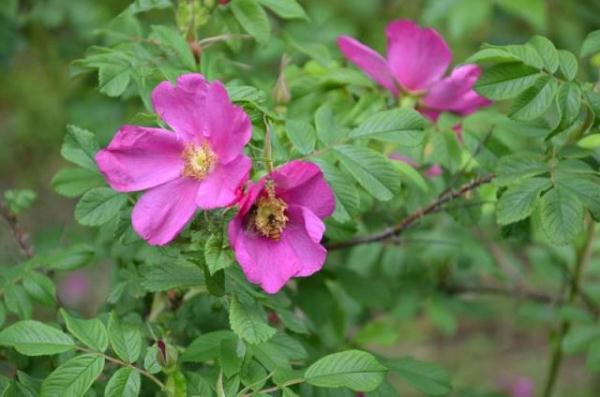 教你区分月季、玫瑰和蔷薇ROSE三姐妹，不再迷茫于爱情花海