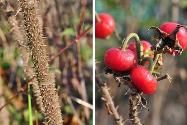 教你区分月季、玫瑰和蔷薇ROSE三姐妹，不再迷茫于爱情花海