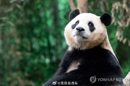 旅韩大熊猫福宝将回国