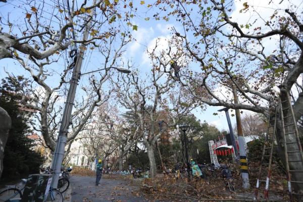 【探索】冬修正当时,上海的悬铃木都有哪些“造型”?一起来看看吧→ 【探索】冬修正当时,上海的悬铃木都有哪些“造型”?一起来看看吧→