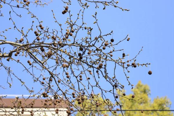 【探索】冬修正当时,上海的悬铃木都有哪些“造型”?一起来看看吧→ 【探索】冬修正当时,上海的悬铃木都有哪些“造型”?一起来看看吧→