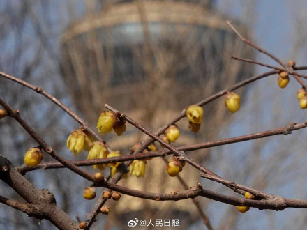 真好看！北京玉渊潭蜡梅绽放