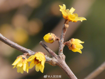 真好看！北京玉渊潭蜡梅绽放