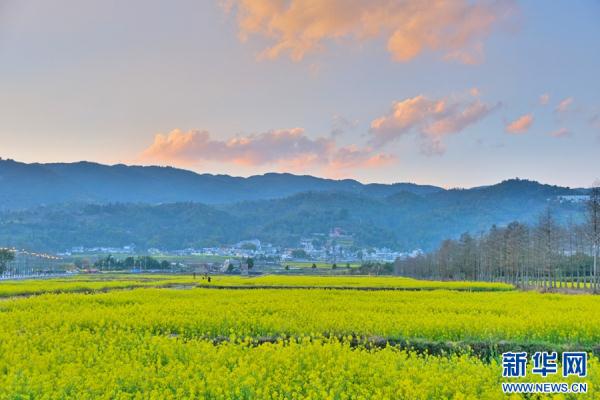 云南昌宁:春意浓浓 油菜花开 云南昌宁:春意浓浓 油菜花开