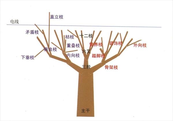 【探索】冬修正当时,上海的悬铃木都有哪些“造型”?一起来看看吧→ 【探索】冬修正当时,上海的悬铃木都有哪些“造型”?一起来看看吧→