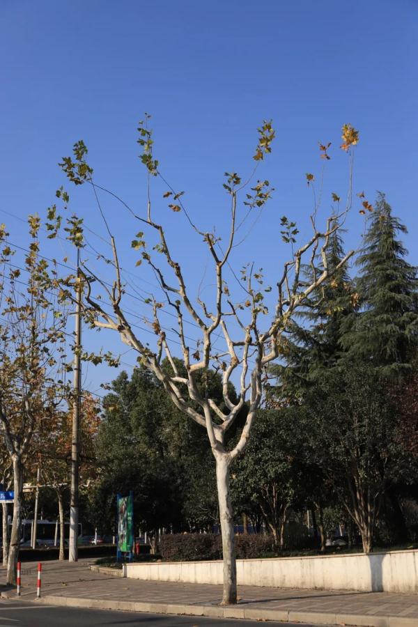 【探索】冬修正当时,上海的悬铃木都有哪些“造型”?一起来看看吧→ 【探索】冬修正当时,上海的悬铃木都有哪些“造型”?一起来看看吧→