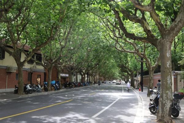 【探索】冬修正当时,上海的悬铃木都有哪些“造型”?一起来看看吧→ 【探索】冬修正当时,上海的悬铃木都有哪些“造型”?一起来看看吧→