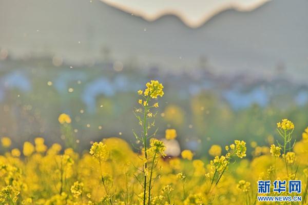 云南昌宁:春意浓浓 油菜花开 云南昌宁:春意浓浓 油菜花开