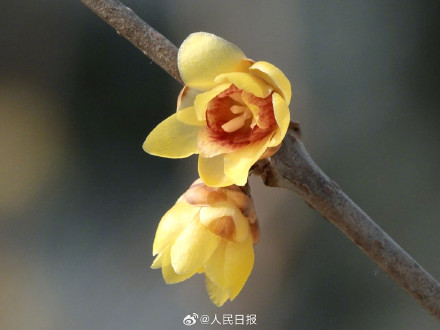 真好看！北京玉渊潭蜡梅绽放