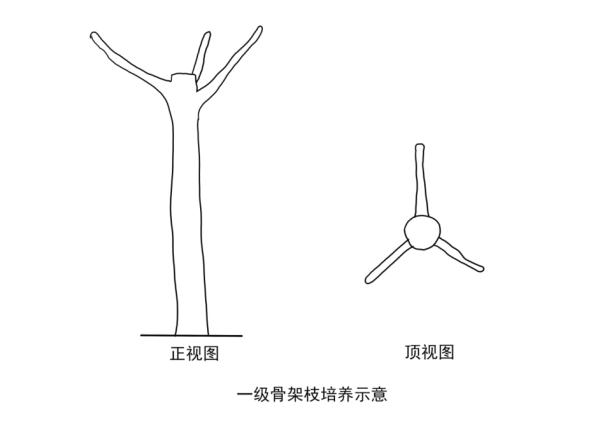 【探索】冬修正当时,上海的悬铃木都有哪些“造型”?一起来看看吧→ 【探索】冬修正当时,上海的悬铃木都有哪些“造型”?一起来看看吧→