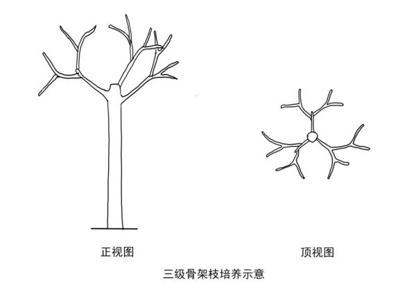 【探索】冬修正当时,上海的悬铃木都有哪些“造型”?一起来看看吧→ 【探索】冬修正当时,上海的悬铃木都有哪些“造型”?一起来看看吧→