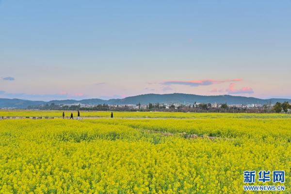 云南昌宁:春意浓浓 油菜花开 云南昌宁:春意浓浓 油菜花开