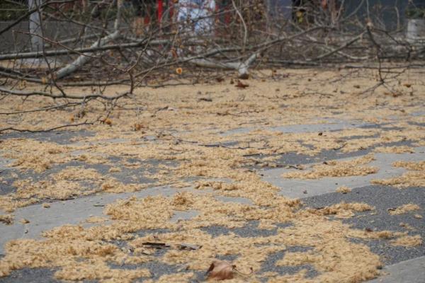 【探索】冬修正当时,上海的悬铃木都有哪些“造型”?一起来看看吧→ 【探索】冬修正当时,上海的悬铃木都有哪些“造型”?一起来看看吧→