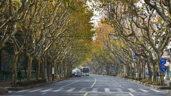 【探索】冬修正当时,上海的悬铃木都有哪些“造型”?一起来看看吧→ 【探索】冬修正当时,上海的悬铃木都有哪些“造型”?一起来看看吧→