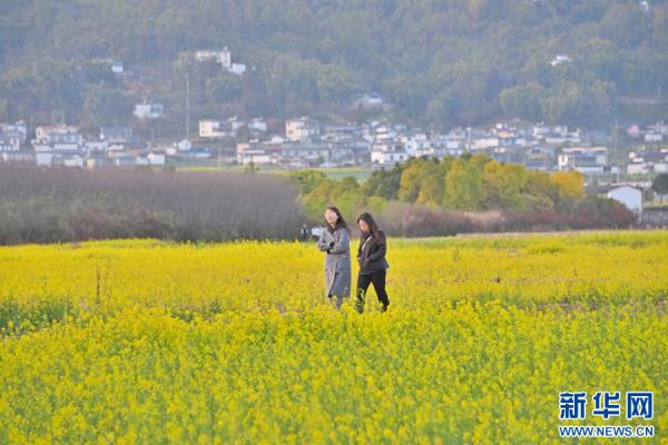 云南昌宁:春意浓浓 油菜花开 云南昌宁:春意浓浓 油菜花开