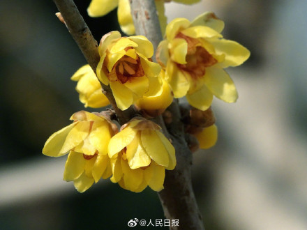 真好看！北京玉渊潭蜡梅绽放