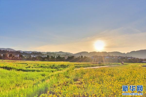 云南昌宁:春意浓浓 油菜花开 云南昌宁:春意浓浓 油菜花开
