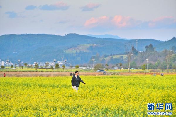 云南昌宁:春意浓浓 油菜花开 云南昌宁:春意浓浓 油菜花开