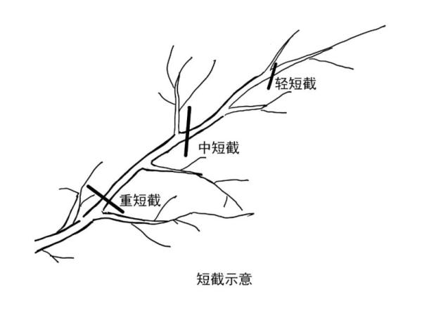 【探索】冬修正当时,上海的悬铃木都有哪些“造型”?一起来看看吧→ 【探索】冬修正当时,上海的悬铃木都有哪些“造型”?一起来看看吧→