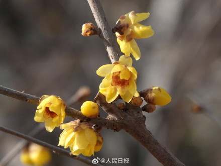 真好看！北京玉渊潭蜡梅绽放