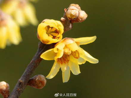 真好看！北京玉渊潭蜡梅绽放